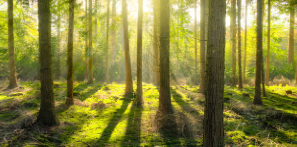 antalis and the environment