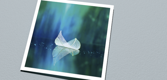 100% Cocoon, 100% blanco.