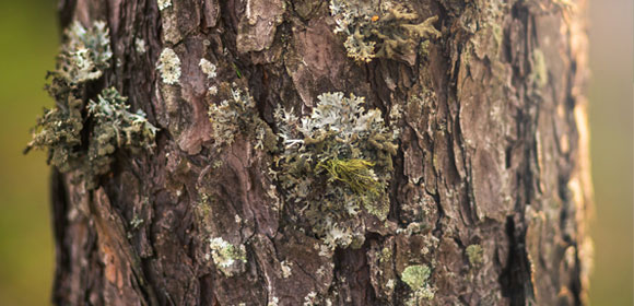 Raflatac, respetuoso con el medioambiente